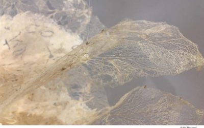 Article dans « Art dans l’air »