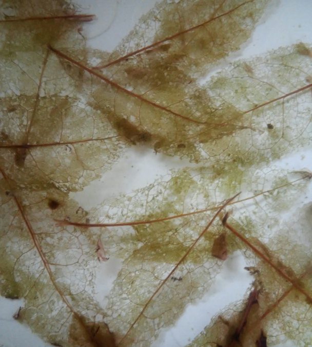 Lettre de résidence #1